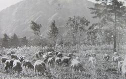 県立秩父緬羊種畜場放牧場