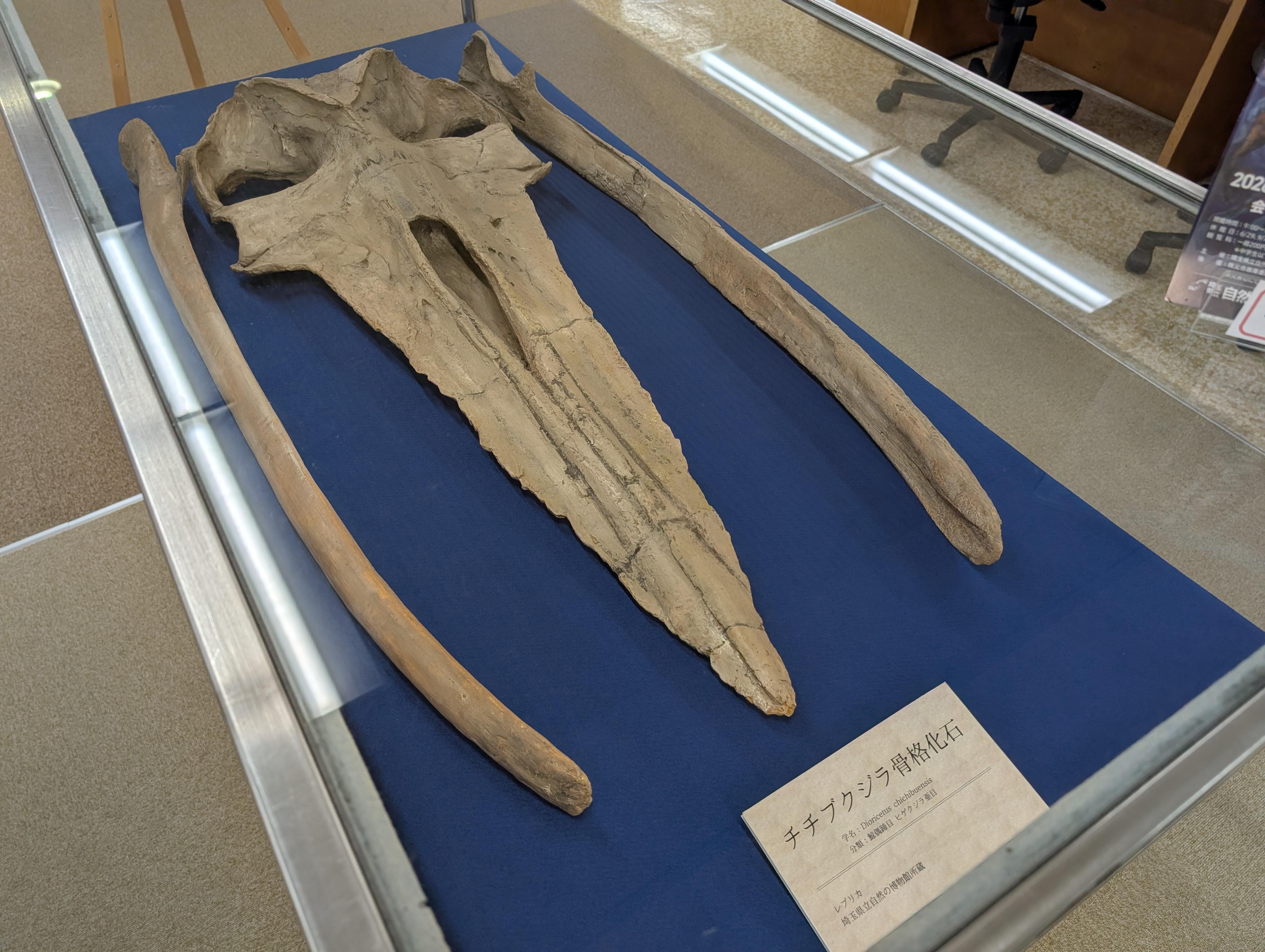 チチブクジラ頭骨レプリカ