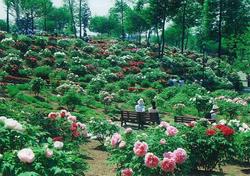 現在の東松山のボタン園