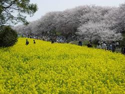 現在の権現堂桜堤