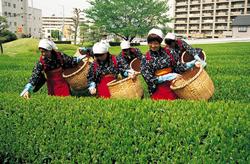 現在の八十八夜新茶祭り