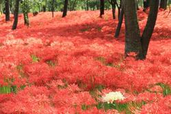 現在の巾着田の曼殊沙華