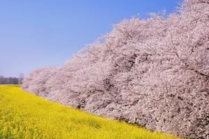 熊谷桜堤の桜と菜の花の画像